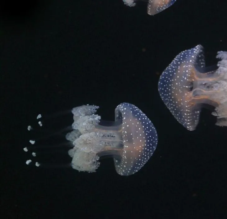 Discover the Australian spotted jellyfish Nausicaa